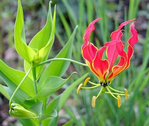 <p>Flor cortada </p>