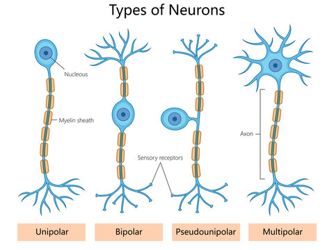 <p>conduct information away from the cell body </p>
