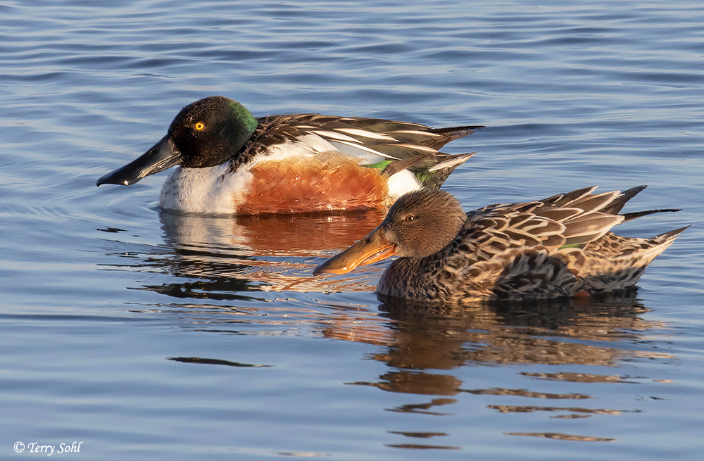 <p>Northern Shoveler</p>