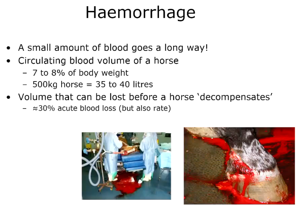 <p><strong><u>• External</u></strong></p><ul><li><p>Wound</p></li><li><p>Dry bandage and apply pressure</p></li><li><p>Care if decide to 'clamp' arteries</p><ul><li><p>Be careful of neurological structures</p></li></ul></li><li><p>Guttural pouch mycosis</p></li></ul><p><strong><u>• Internal</u></strong></p><ul><li><p>Abdominal/thoracic</p><ul><li><p>e.g. Broad ligament haematoma in mares post-parturition</p></li></ul></li></ul><p><strong><u>• Clinical signs of significant loss</u></strong></p><ul><li><p>Depends on volume and rate of loss</p></li><li><p>Tachycardia</p></li><li><p>Tachypnoea &amp; hyperpnoea indicative of significant hypovolaemia and hypoxaemia</p></li><li><p>Mucous membrane colour depends on severity of loss</p><ul><li><p>Pale/white</p></li></ul></li></ul><p></p>