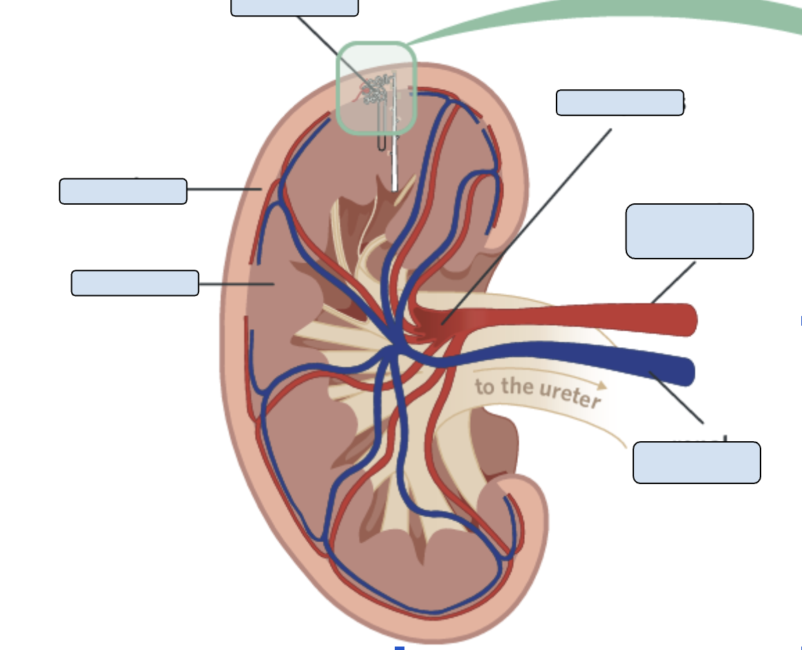 <p>Kidney</p>