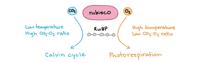 <p>A wasteful process where Rubisco adds O<sub>2</sub> instead of CO<sub>2</sub> to the Calvin cycle, consuming energy without producing sugar. It often occurs in C3 plants on hot, dry days when stomata are closed.</p>