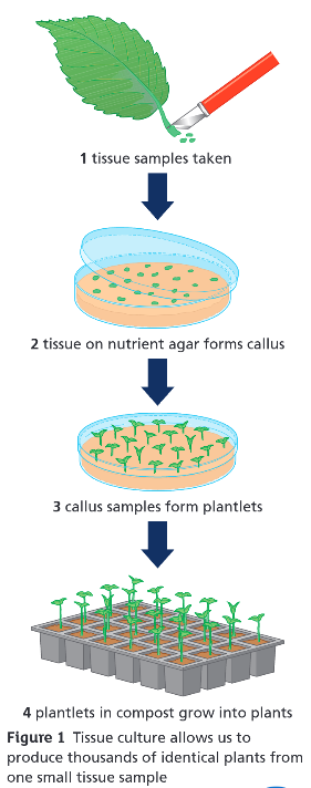 <p>What are tissue cultures?</p>