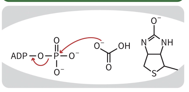 <p>carbonate oxygen attacks the y-phosphate of ADP.</p>