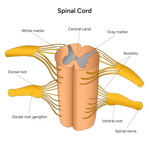 <ul><li><p><span><strong>Dorsal root</strong> = Carries <strong>sensory (afferent)</strong> information into the spinal cord from the body</span></p></li></ul><ul><li><p><span><strong>Ventral root</strong> = Carries <strong>motor (efferent)</strong> signals out of the spinal cord to muscles</span></p></li><li><p><span><strong>Spinal nerve (mixed nerve)</strong> = Formed by dorsal + ventral roots joining which facilitate connection between the brain and various body parts.</span></p></li></ul><p></p>