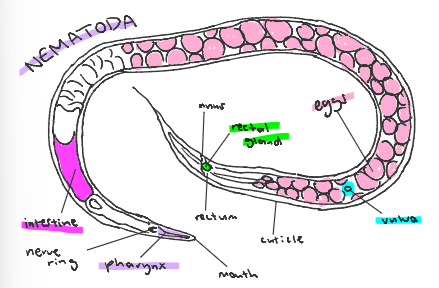 <p>round worms</p>