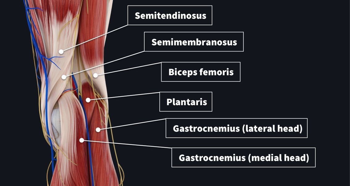 <p>Overview of Popliteal Fossa</p>