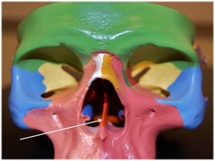 <p>Ridge at the bottom of the nose</p>