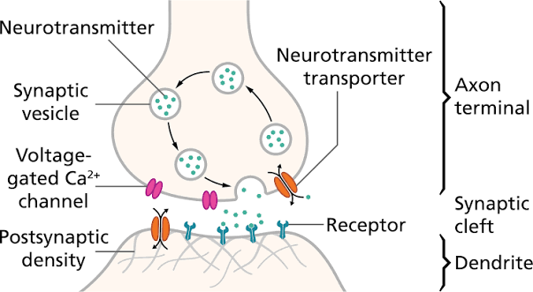 <p>-pre-synaptic membrane<br>-post synaptic membrane<br>-synaptic cleft</p>