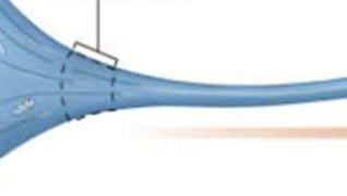 <p>Axon Hillock </p>