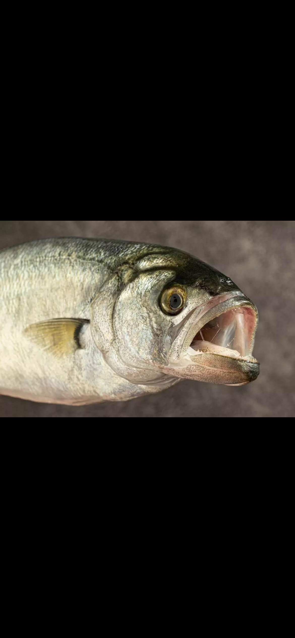 <p><span>Bluefish ā <em>Pomatomus saltatrix</em></span></p><p></p><p><span><strong>LOOK FOR:</strong></span></p><ul><li><p><span>Long, streamlined, <strong>powerful-looking</strong> body</span></p></li><li><p><span>Blue-green or blue-gray back fading to silvery sides</span></p></li><li><p><span><strong>Large mouth packed with sharp, pointed teeth</strong> </span><span data-name="grimacing" data-type="emoji">š¬</span></p></li><li><p><span>Forked tail</span></p></li><li><p><span>One dorsal fin set farther back along the body</span></p></li><li><p><span>Usually no obvious spots or stripes</span></p></li></ul><p><span><strong>HABITAT:</strong><br>Coastal ocean, bays, inlets and estuaries. They can travel widely and are often associated with schools of baitfish.</span></p><p><span><strong>REMEMBER:</strong><br><strong>BLUEFISH = blue back + silver body + NASTY TEETH.</strong></span></p><p><span><strong>NJ CONNECTION:</strong><br>A very familiar NJ coastal game fish and an important predator of smaller schooling fish like menhaden.</span></p><p><span><strong>LOOK-ALIKE:</strong><br>Weakfish can also be silvery with a big mouth, but <strong>bluefish have the unmistakable toothy grin</strong> and generally lack weakfishās characteristic spots.</span></p><p><span><strong>WHY YOU CARE:</strong><br>This is a fantastic <strong>food-web connection</strong> for your deck:</span></p><p><span><strong>Menhaden ā BLUEFISH</strong><br><strong>Silversides/anchovies ā larger predators</strong></span></p><p><span>Once you start seeing those relationships, youāre not just memorizing fish anymoreāyouāre learning the ecosystem.</span></p>