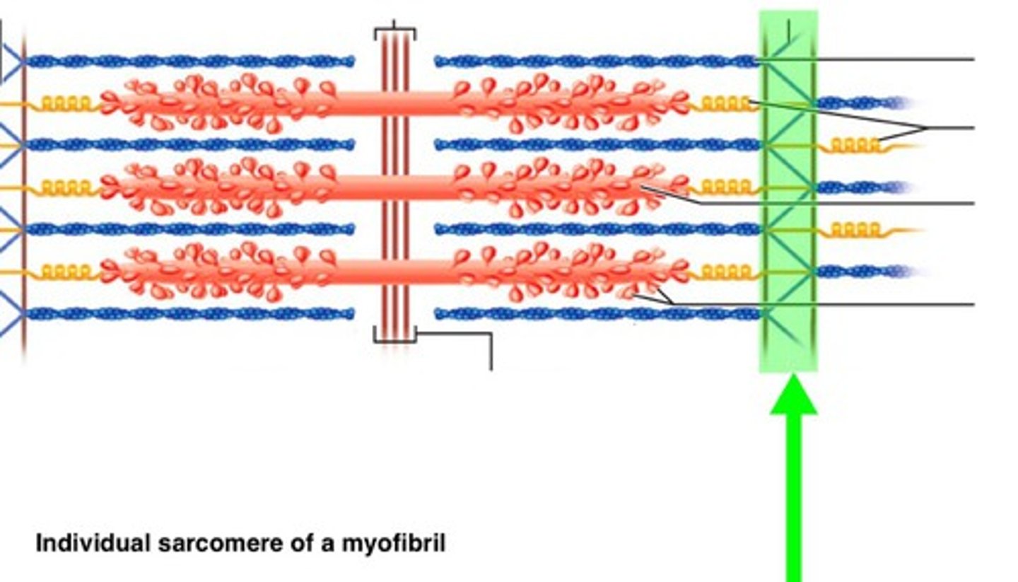 <p>Boundary of a sarcomere; anchors thin filaments. On each sides</p>