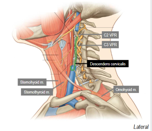 <p>Inferior root, Formed from C2 and C3 VPR fibers</p><p>Supplies inferior belly of omohyoid, lower parts of sternohyoid and sternothyroid</p>