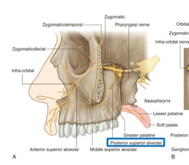 <p>exits ptg fossa through the pterygomaxillary fissure</p><p>enters the infratemporal fossa </p><p>travels laterally and inferiorly to enter the posterior surface of the maxilla </p>