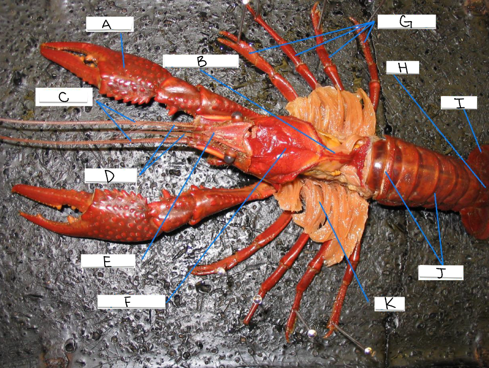 <p>J</p>