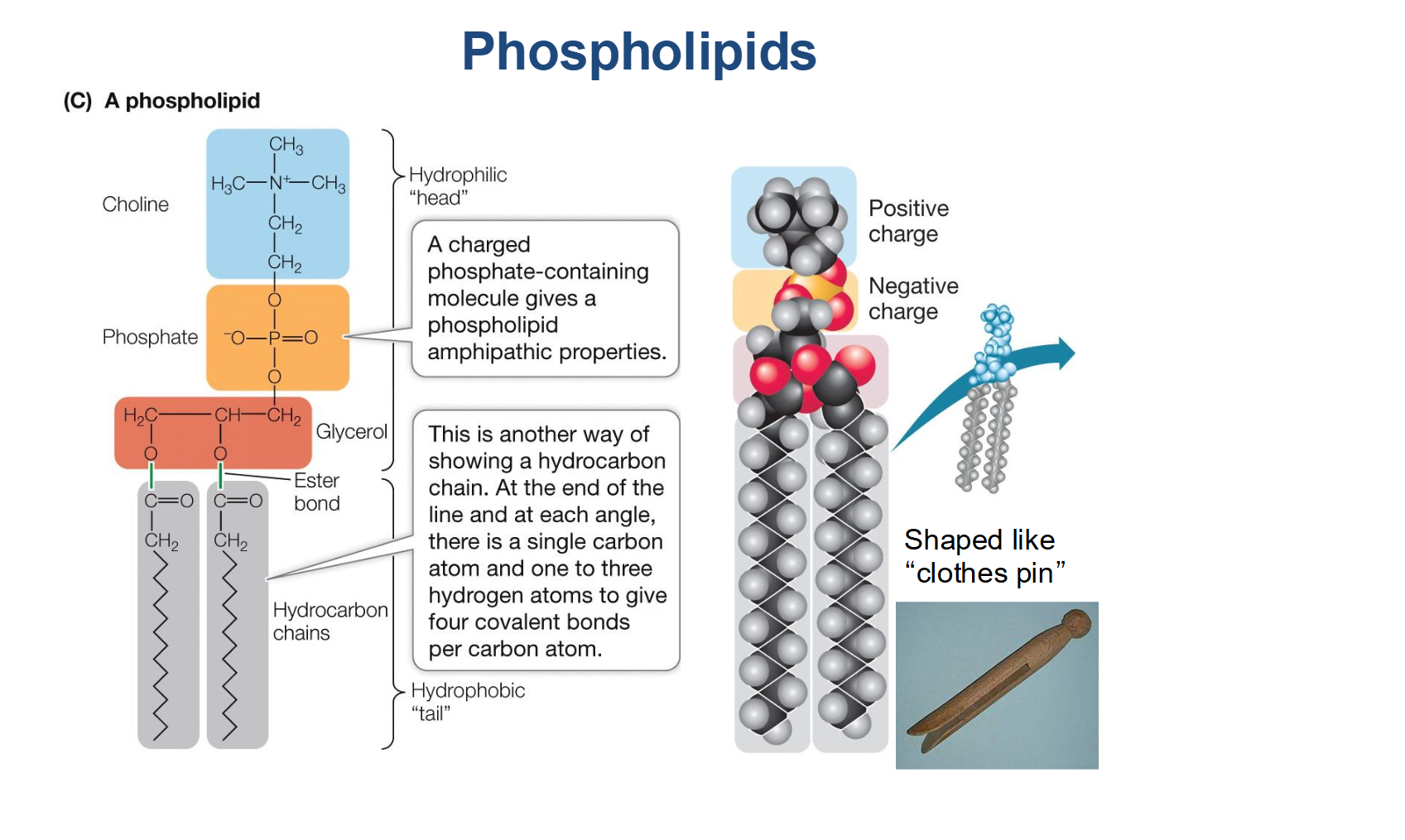 <ul><li><p><strong>Saturated (Single Bonds Only):</strong> The hydrocarbon chains are straight, allowing them to pack tightly together. This results in <strong>more Van der Waals interactions</strong> and a <strong>higher melting point</strong> (typically solid at room temperature, like butter).</p></li><li><p><strong>Unsaturated (One or More Double Bonds):</strong> Double bonds create "kinks" in the chain. These kinks prevent tight packing, resulting in <strong>fewer Van der Waals interactions</strong> and a <strong>lower melting point</strong> (typically liquid at room temperature, like vegetable oil).</p></li></ul><p></p>