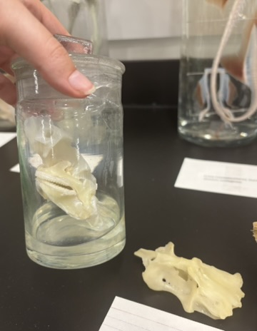 <p>What is this (phylum, subphylum, superclass, class, common name)?</p>