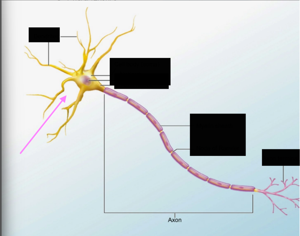 <p>Neuron structure- what is it pointing at and what does it do?</p>