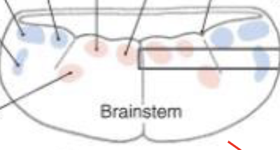 <p>developed hindbrain cross section (dorsal - ventral), label</p>
