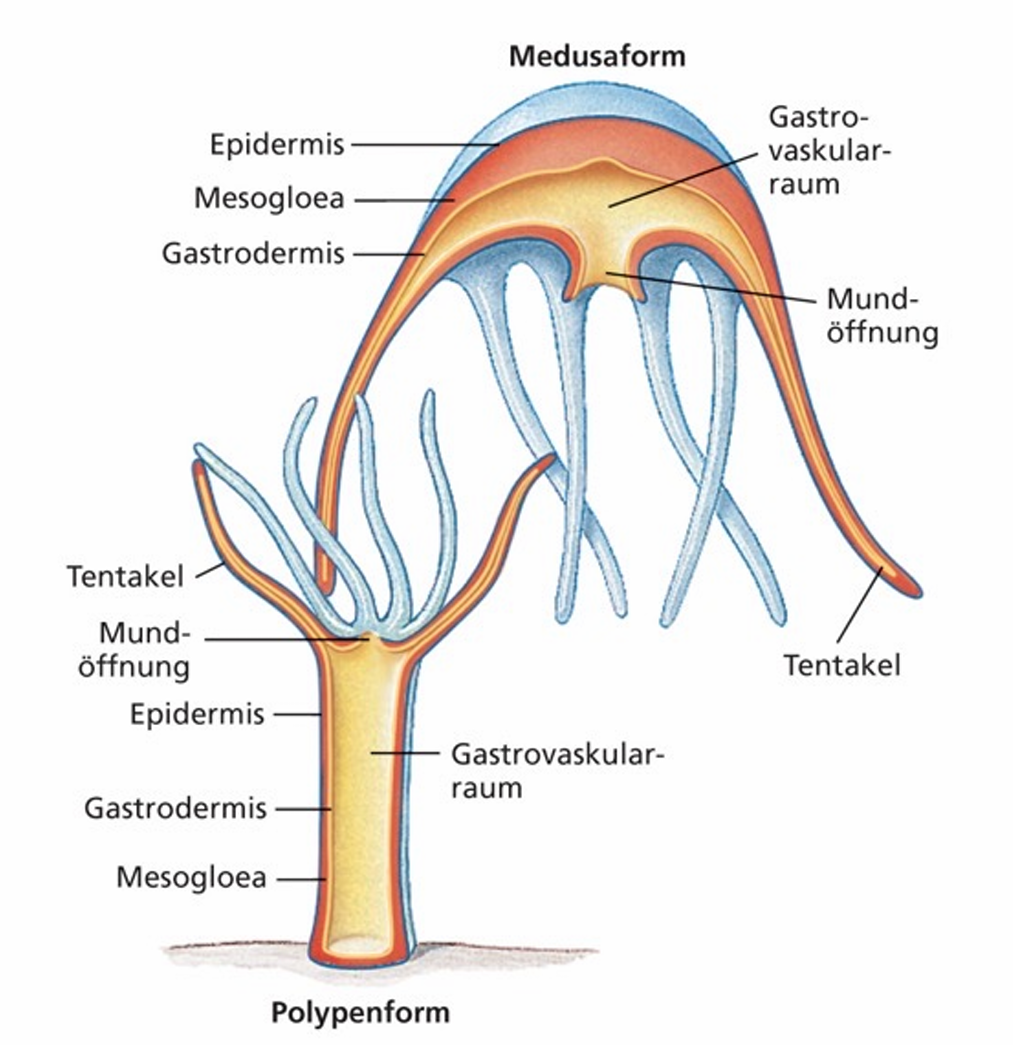 <ul><li><p><span>Radiärsymmetrisch, diploblastisch</span></p></li><li><p><span>Echte Epithelgewebe mit Interzellularkontakten</span></p></li><li><p><span>Epidermis = Ectoderm</span></p></li><li><p><span>Gastrodermis = Entoderm</span></p></li><li><p><span>Mesogloea dazwischen</span></p></li><li><p><span>Gastrovaskularsystem: Darmhohlraum, nur 1 Öffnung -> Mund, After, Geschlechtsöffnung -> Gastrocoel</span></p></li></ul><p></p>