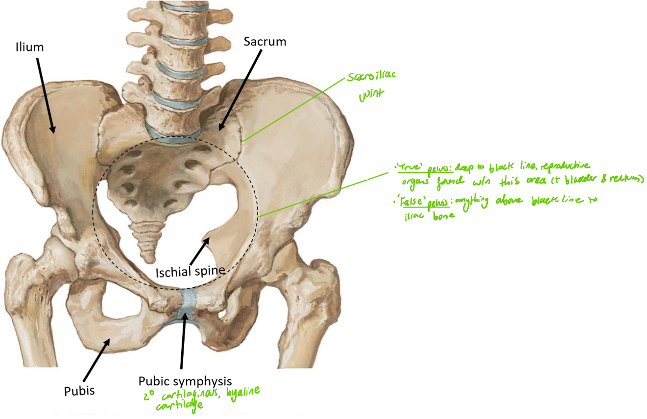 <p>Separates the <strong>true pelvis </strong>from the <strong>false pelvis</strong></p><ul><li><p><strong>True pelvis</strong>: structures below the pelvic inlet, including the reproductive organs within this area, bladder & r3ctum</p></li><li><p><strong>False pelvis</strong>: anything above the pelvic inlet to the iliac bone</p></li></ul><p></p>