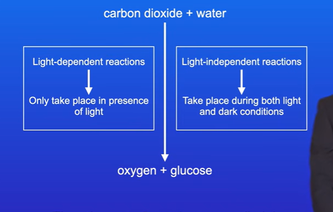 <p>The light dependent reactions use chlorophyll to harvest light energy, the energy is then transferred into the chemical bonds of other molecules such as ATP. </p><p>Light independent reaction is where glucose is formed. They do not require light, and take place during both light and dark conditions.</p>