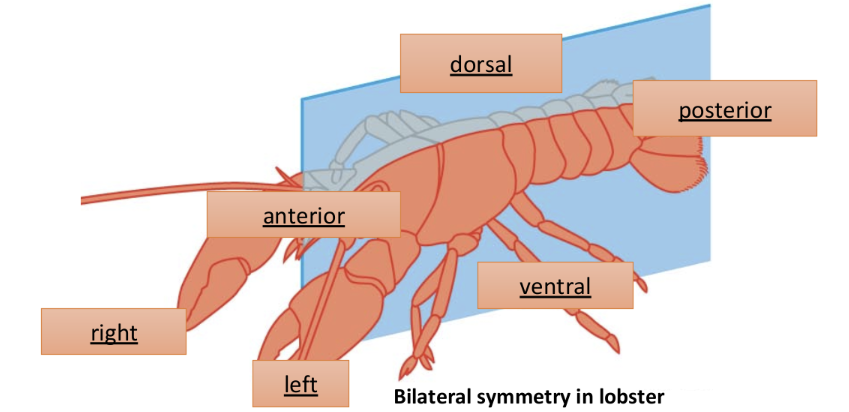 <ul><li><p>2 axis of orientation: front to back and top to bottom</p></li><li><p>usually with a head (cephalization)- concentration of sensory organs</p></li><li><p>active lifestyle</p></li></ul><p></p>