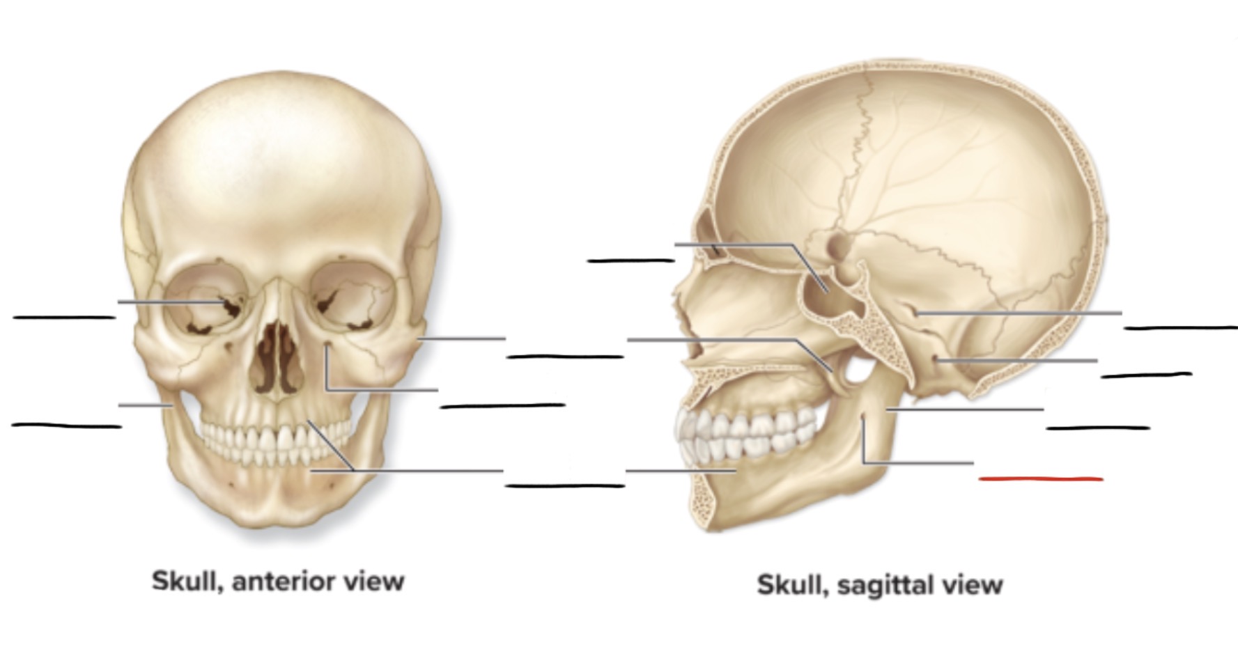 <p><strong>Anatomic Term</strong></p><p>Description</p><p>(General Structure)</p>
