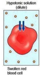 <p>Lower solute outside → Water moves IN → cell <strong>swells</strong>.</p>