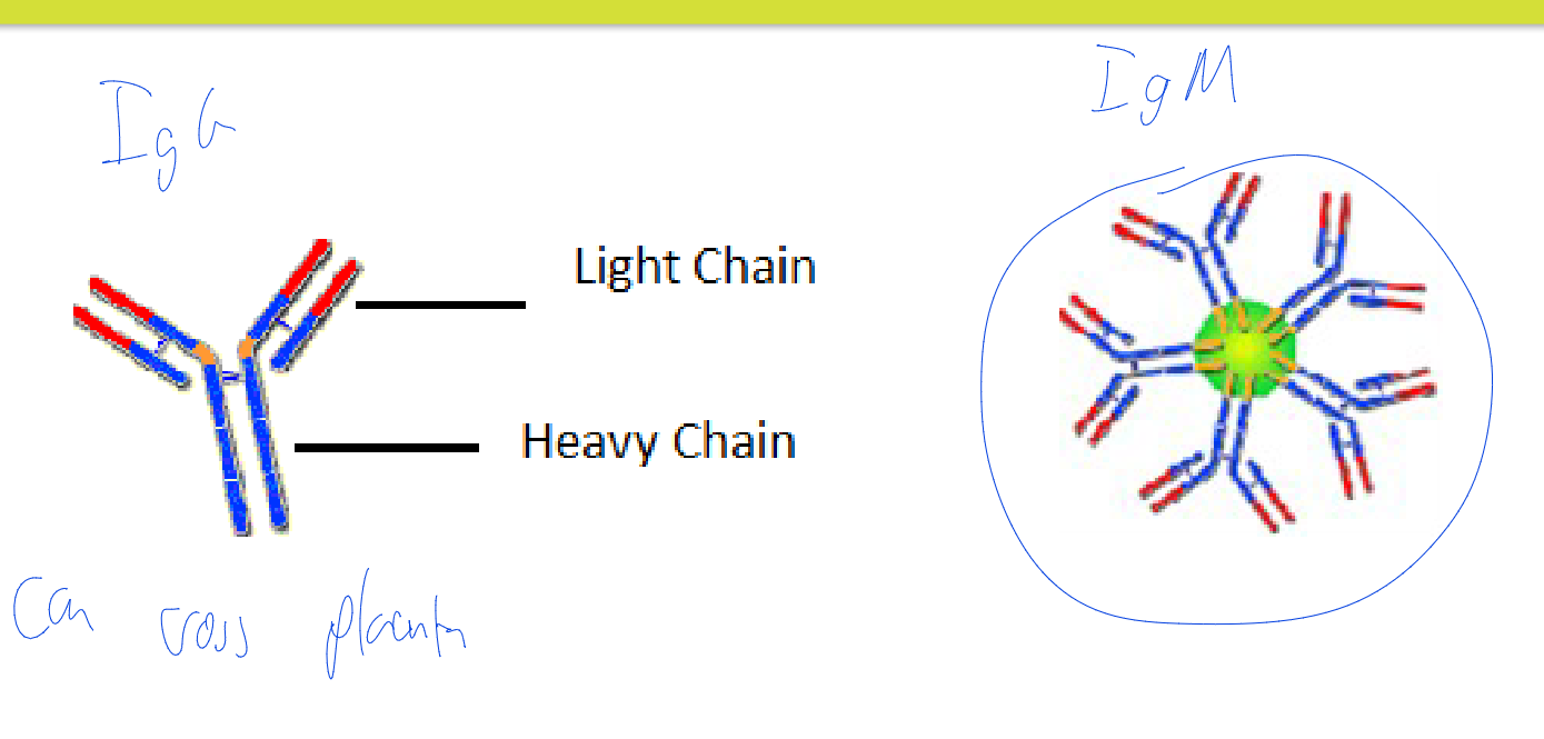 <ul><li><p>Large molecule; <strong><u>cannot cross into the placenta</u></strong></p></li><li><p>5 IgM monomers bound together by a protein</p></li><li><p>A mother’s IgM cannot attack the RBCs of her fetus having a different ABO group</p></li><li><p>Antibody to blood group antigens A and B</p></li></ul><p></p>