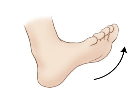 <p>what is the movement where the angle between the dorsum and lower leg is decreased, with the foot and toes upward?</p>