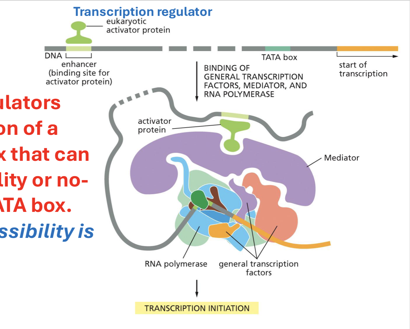 <p>transcription initiation process</p>