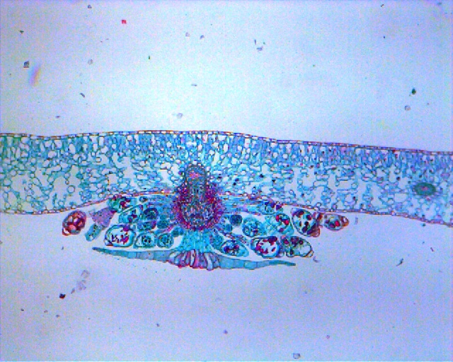 <p>Sori are clusters of spore-producing structures found on the underside of fern fronds. </p>