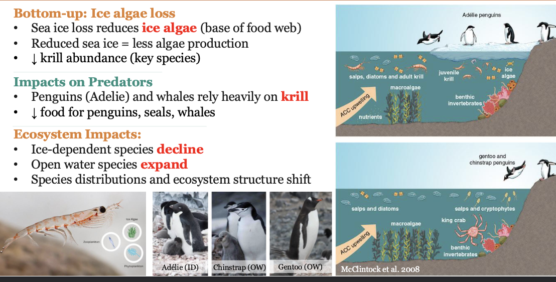<p>Ecosystems cascade: In arctic food webs </p><p><span style="color: rgb(255, 255, 255);">Bottom-up: Ice algae loss</span></p><ul><li><p><span style="color: rgb(255, 255, 255);">Sea ice loss reduces ice ALGAL (base of food web)</span></p></li><li><p><span style="color: rgb(255, 255, 255);">Reduced sea ice = less algae pro</span><span style="color: rgb(254, 254, 254);">duction</span></p></li><li><p><span style="color: rgb(254, 254, 254);">DECREASE krill abundance (key species)</span></p></li></ul><p><span style="color: rgb(254, 254, 254);">Impacts on Predators</span></p><ul><li><p><span style="color: rgb(254, 254, 254);">Penguins (Adelie) and whales rely heavily on KRILL</span></p></li><li><p><span style="color: rgb(254, 254, 254);">DECREASE food for penguins, seals, whales<br></span></p></li></ul><p><span style="color: rgb(254, 254, 254);">Ecosystem Impacts:</span></p><ul><li><p><span style="color: rgb(254, 254, 254);">Ice-dependent species DECLINE</span></p></li><li><p><span style="color: rgb(254, 254, 254);">Open water species EXPAND</span></p></li><li><p><span style="color: rgb(254, 254, 254);">Species distributions and ecosystem structure shift</span></p></li></ul><p></p>