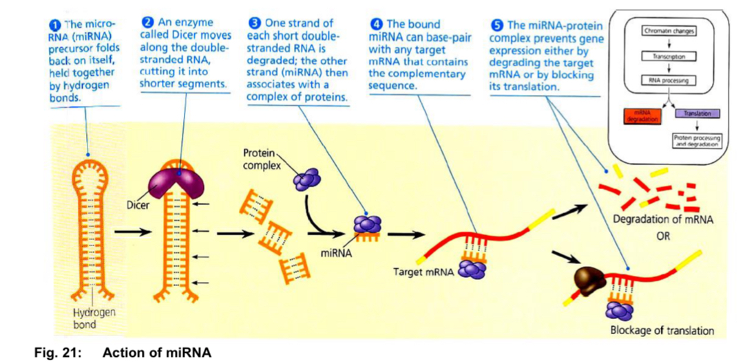 <ul><li><p>RNA molecules perform many critical tasks in the cell besides serving as intermediate carriers of genetic information </p></li><li><p>A group of short non-coding RNAs carry out RNA interference </p><ul><li><p>this group can be classified into 3 types of RNA, one of which is microRNAs (miRNAs) </p></li><li><p>all 3 types of short RNAs locate their targets through RNA-RNA base pairing and they generally cause reductions in gene expression </p></li></ul></li></ul><p><u>Action of miRNA </u></p><ol><li><p>RNA transcripts (synthesised by transcribing miRNA-coding genes) fold back on themselves, forming a hairpin structure held together by hydrogen bonds </p></li><li><p>They are processed by an enzyme called Dicer, which cuts the double-stranded RNA into smaller fragments.</p></li></ol><p>3. One strand of the double-stranded RNA fragment is degraded by a protein complex known as RNA-</p><p>inducing silencing complex (RISC). The remaining strand binds to RISC to form miRNA-protein complex.</p><p>4. This miRNA strand then binds to mRNA molecules that have the complementary sequence.</p><p>5. The miRNA-protein complex then inhibits translation by blocking formation of the translation</p><p> initiation complex or degradation of the mRNA</p><p></p>