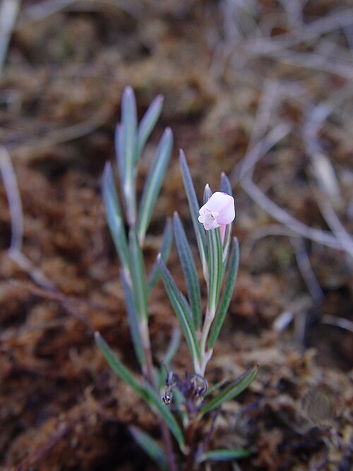 <ul><li><p>Low evergreen shrub forming small mats in bogs</p></li><li><p>Narrow, blue-green leaves with strongly rolled edges (white underside visible)</p></li><li><p>Small pink, urn-shaped (bell-like) flowers in late spring–summer</p></li><li><p>Grows in acidic sphagnum bogs, muskeg, and peat mats</p></li><li><p>Highly toxic (contains grayanotoxins; can affect heart/nervous system)</p></li><li><p>Often confused with Labrador tea, but Labrador tea has rusty fuzzy leaf undersides and larger leaves</p></li></ul><p></p>