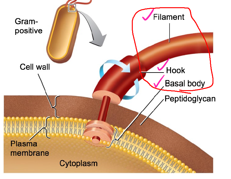 <ol><li><p><strong>Filament</strong> — outermost region</p></li><li><p><strong>Hook</strong> — attaches to (joins) the filament to the basal body</p></li><li><p><strong>Basal body</strong> — anchors the flagellum</p></li></ol><p></p>