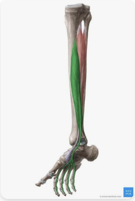 <p>O: Posterior tibia (body)</p><p>I: Inferior surfaces of distal phalanges of toes (2-5)</p><p>A: Flexion of toes 2-5; plantarflexion of the foot; inversion of the foot</p><p>N:Tibial nerve</p>