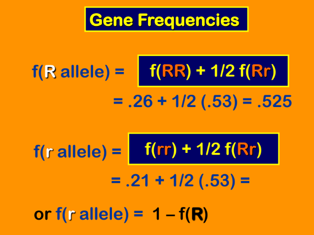 <p>Gene Frequencies Summary </p>
