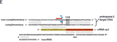 <p>explain fig 1E jinik</p>