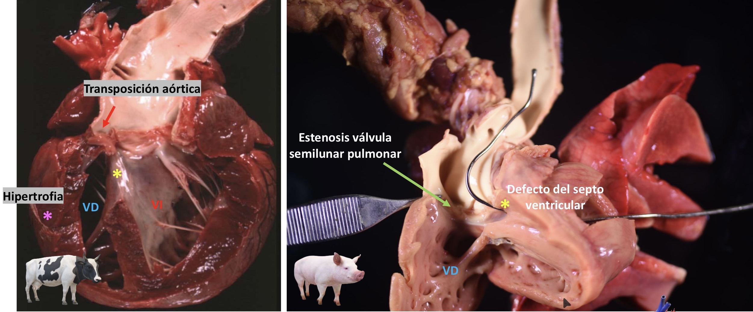 <p>Patogenia </p>