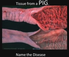 <p>A pig presents with diarrhea with an orange tinge. On necropsy, you see this in the older sow. Thoughts?</p>