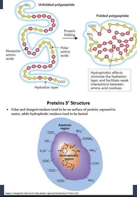<p>5 Key Features of tertiary structure</p>
