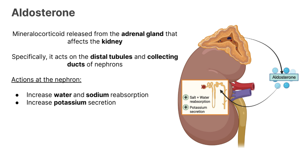 <p>Mineralocorticoid released from the <strong>adrenal gland (cortex) </strong>that affects the kidney</p><p></p><p>Specifically, it acts on the <strong>distal tubules </strong>and collecting <strong>ducts </strong>of nephrons</p><p></p><p><strong>Increases water </strong>and <strong>sodium </strong>reabsorption</p><p><strong>Increases potassium </strong>secretion</p>