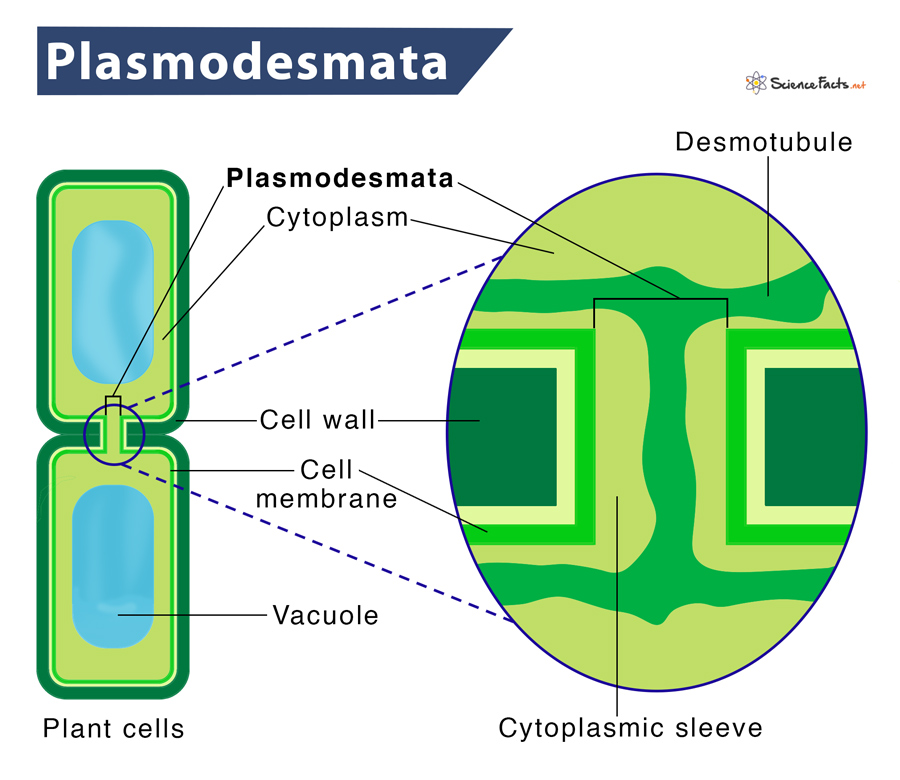 <p>Plasmodesmatal Connections</p>