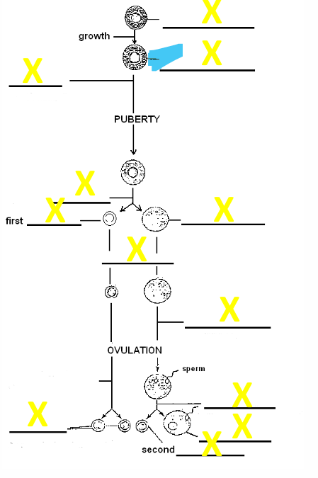 <p>name the cell </p>