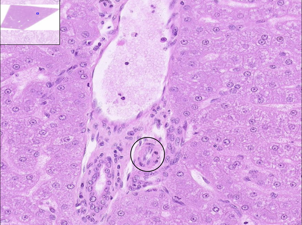 <p>What structure is this?</p>