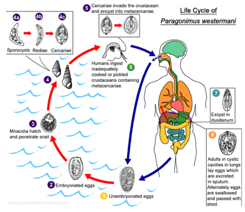 <p><span style="background-color: transparent;"><em><span>Paragonimus</span></em><span> (lung fluke) Cercariae shed into _____ or ingested by ____ eating snails</span></span></p>