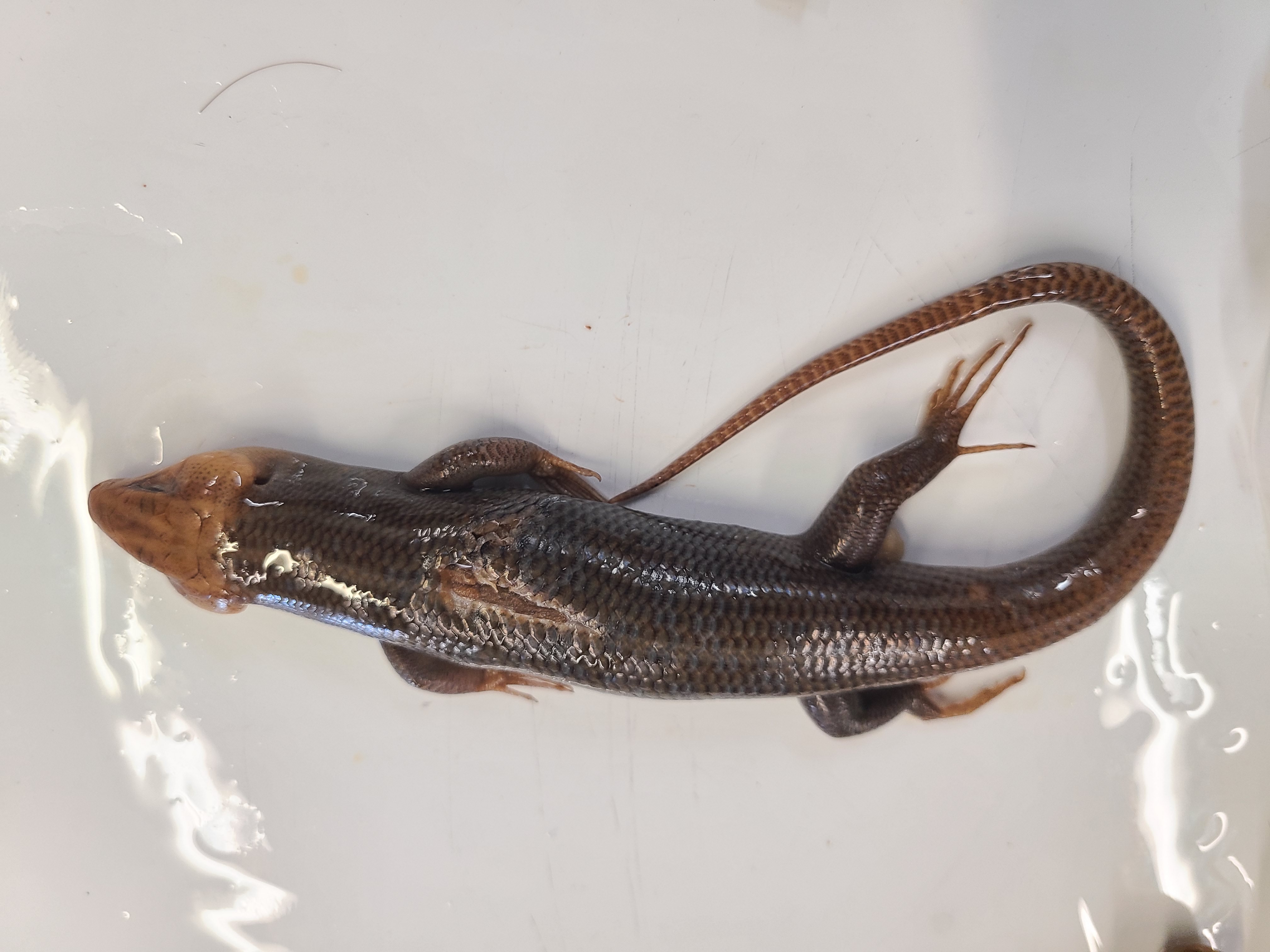 <p>Clade and Family of Plestiodon latticeps</p>