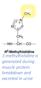 <p>generated during muscle protein breakdown and excreted in urine</p>